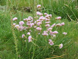 Image of thrift seapink