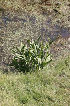 Image of European white hellebore