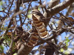 Image of Ebenopsis caesalpinioides (Standl.) Britton & Rose