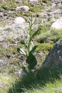 Image of European white hellebore