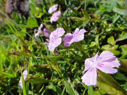 Image of Dianthus kiusianus Makino