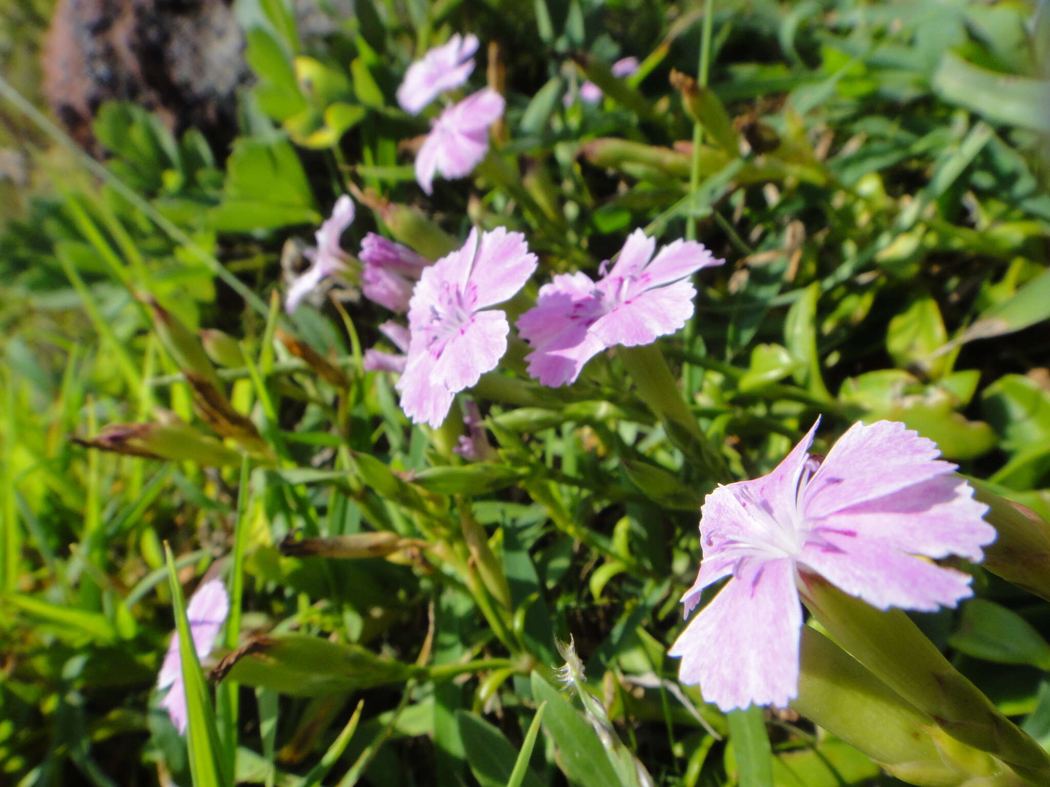 صورة Dianthus kiusianus Makino