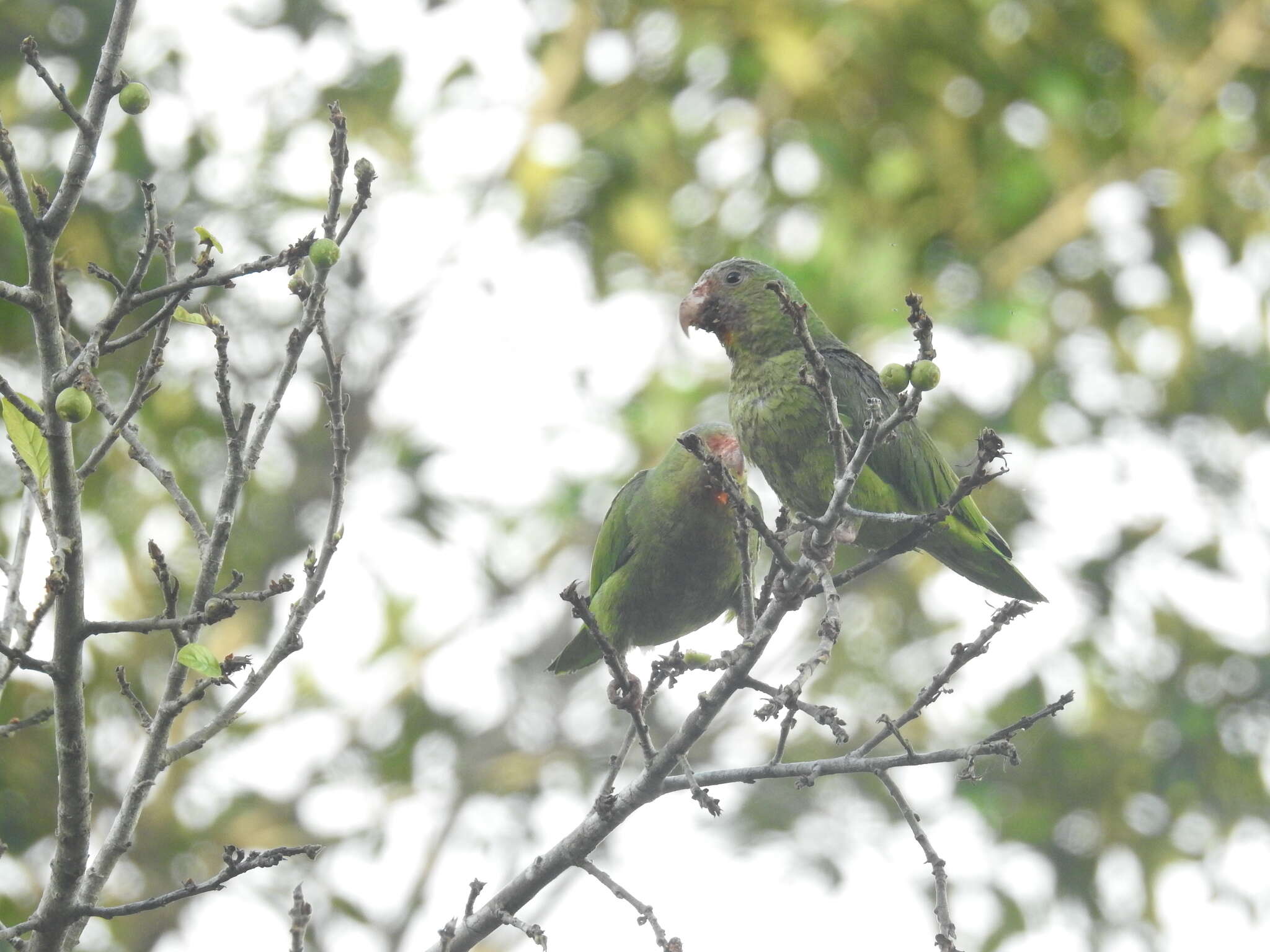 Image of Cobalt-winged Parakeet