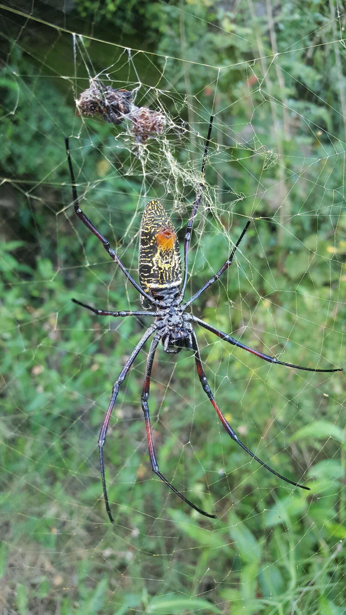 صورة Trichonephila inaurata (Walckenaer 1841)