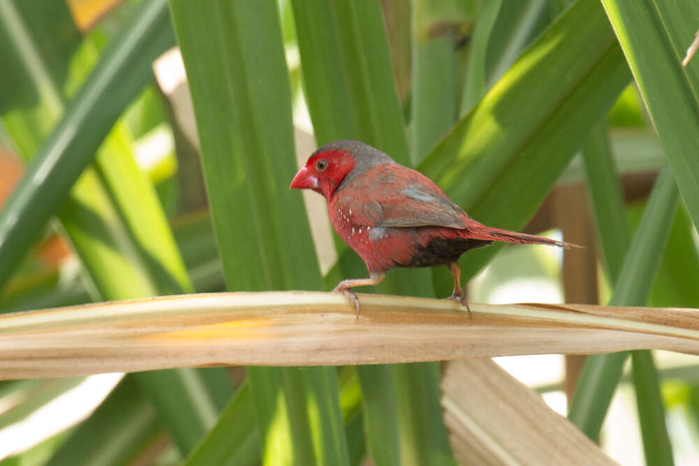 Image of Crimson Finch