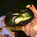 Image of Protaetia (Potosia) cuprea obscura (Andersch 1797)