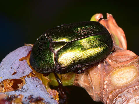 Image of Protaetia (Potosia) cuprea obscura (Andersch 1797)