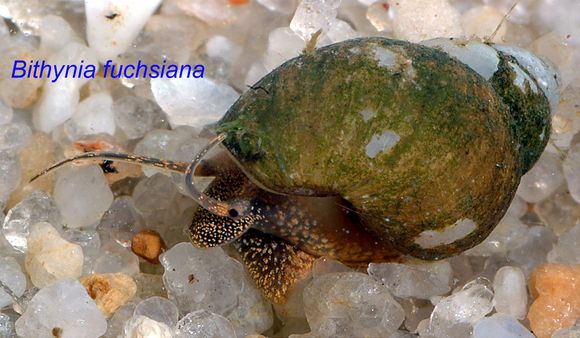 Image of <i>Bithynia fuchsiana</i> Moellendorff 1888