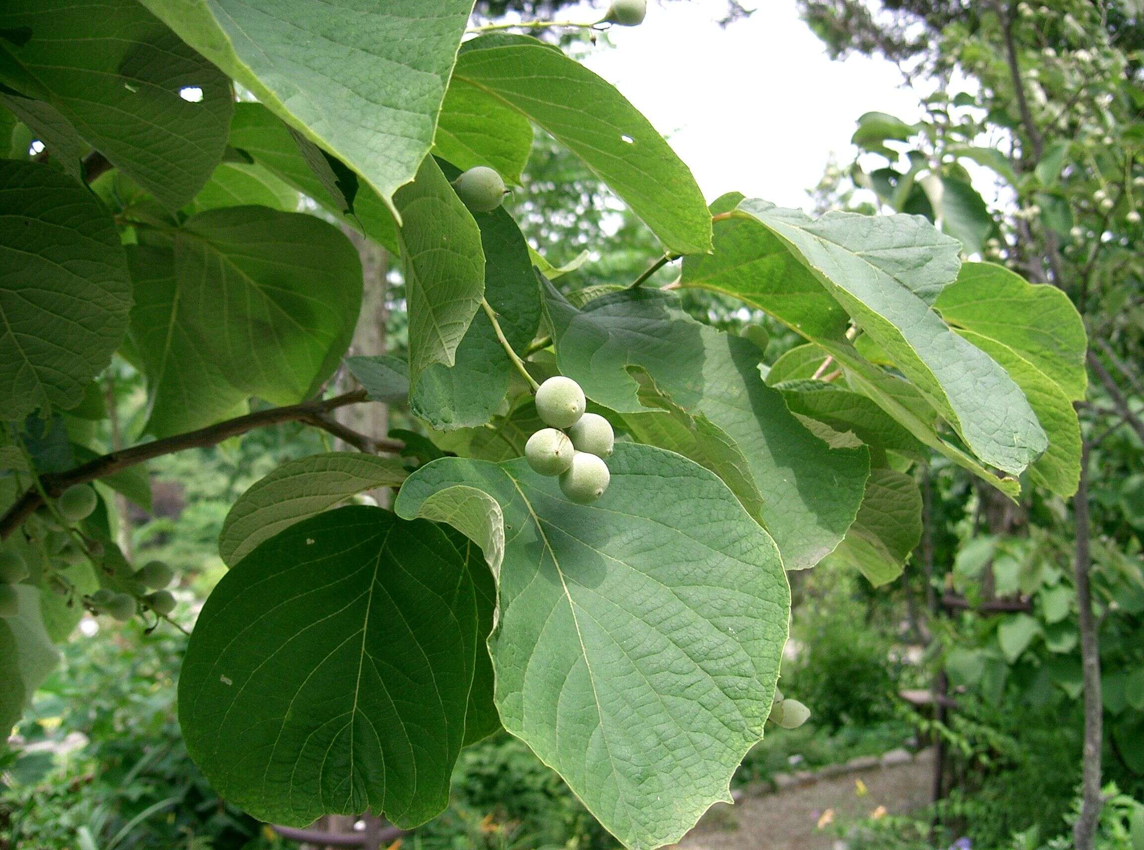 Plancia ëd Styrax obassia Siebold & Zucc.