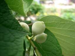 Plancia ëd Styrax obassia Siebold & Zucc.