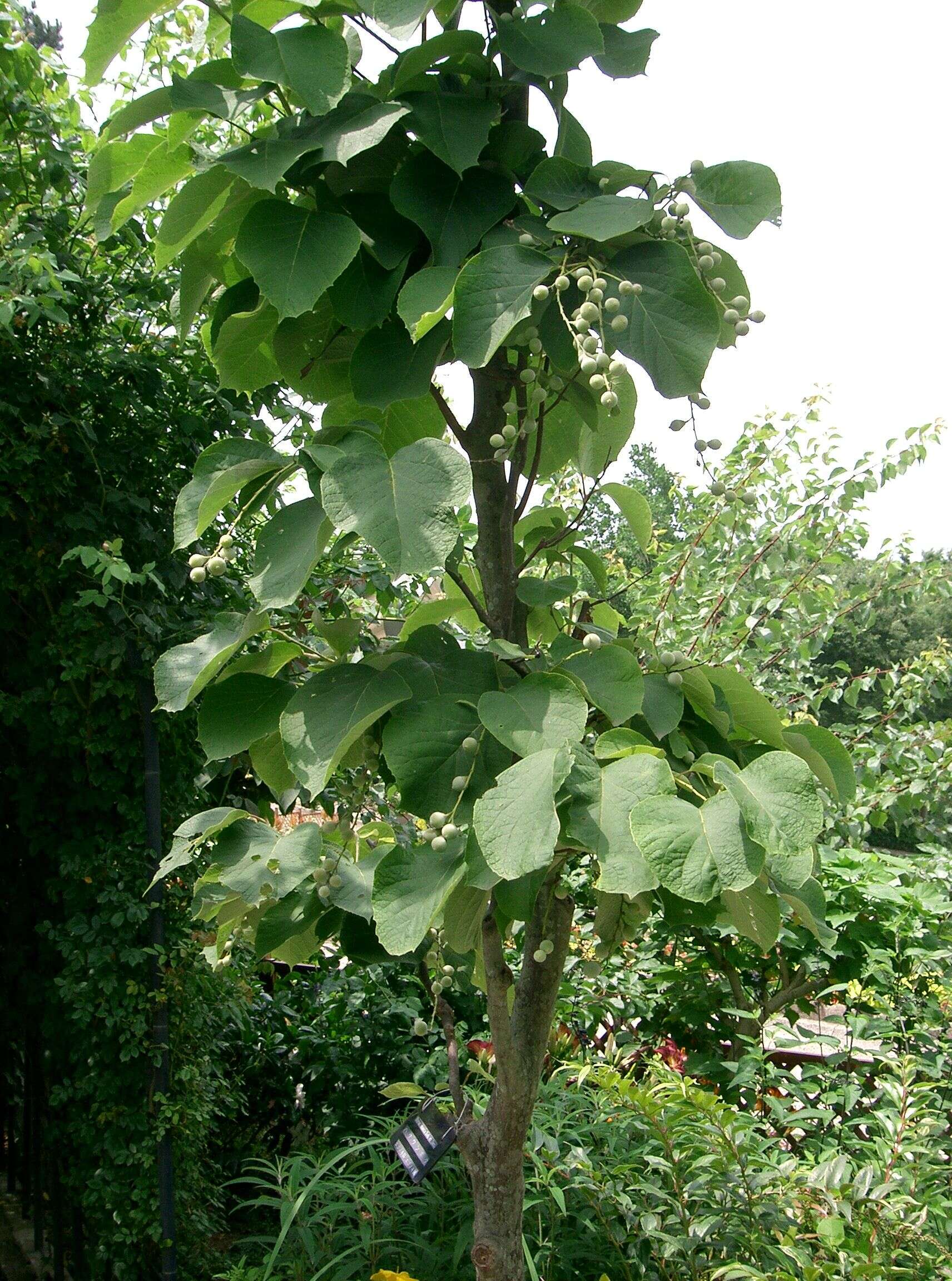 Plancia ëd Styrax obassia Siebold & Zucc.