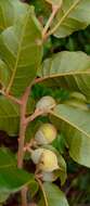 Image of Perrierodendron occidentale J.-F. Leroy, Lowry, Haev., Labat & G. E. Schatz