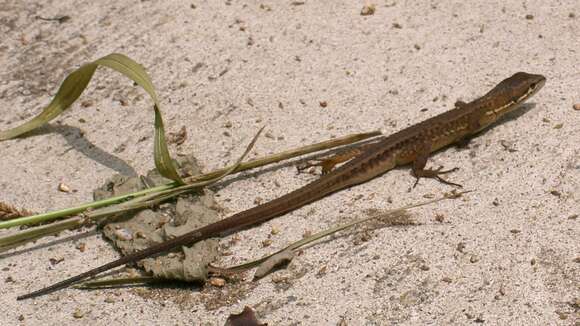 Image of Japanese Grass Lizard