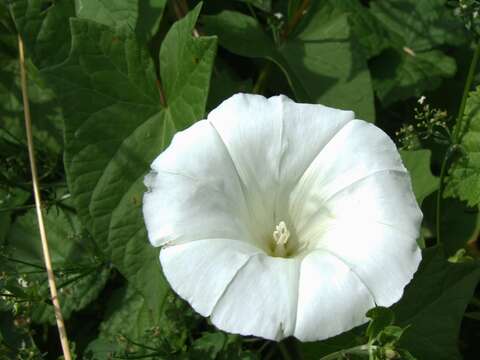 Imagem de Convolvulus arvensis L.