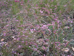 Image of Boronia crenulata Sm.