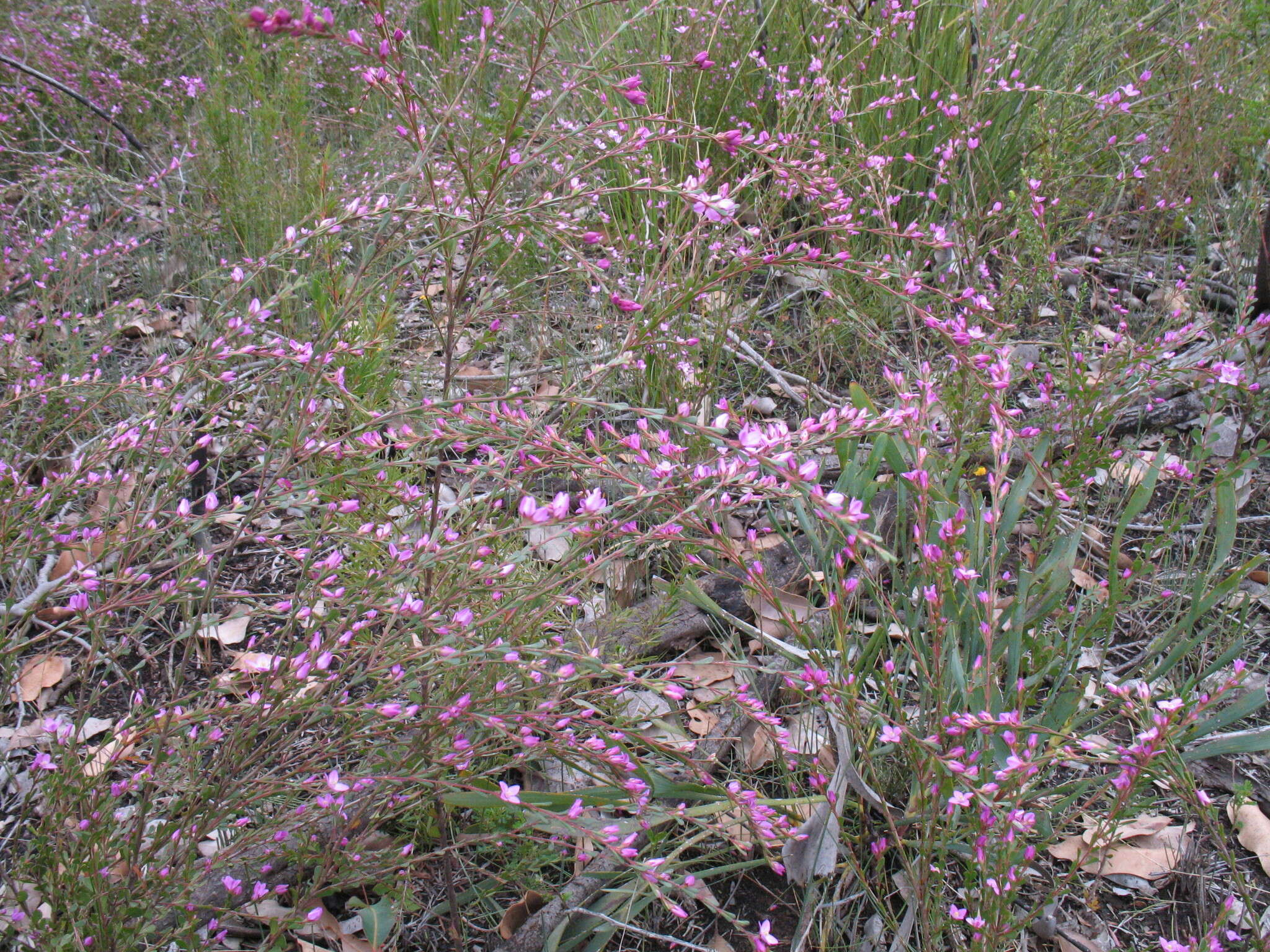 Image of Boronia crenulata Sm.