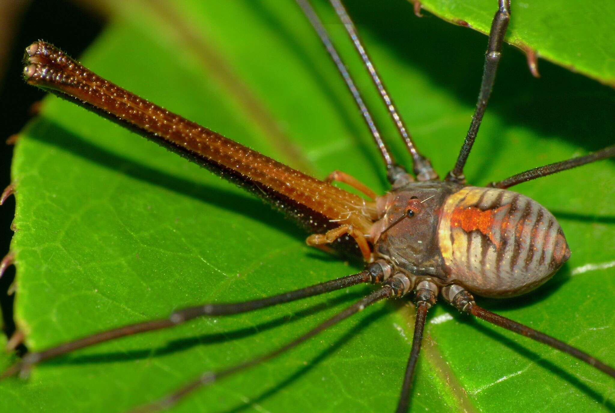 Image of <i>Pantopsalis coronata</i>