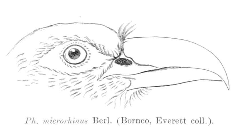 Image of Chestnut-breasted Malkoha