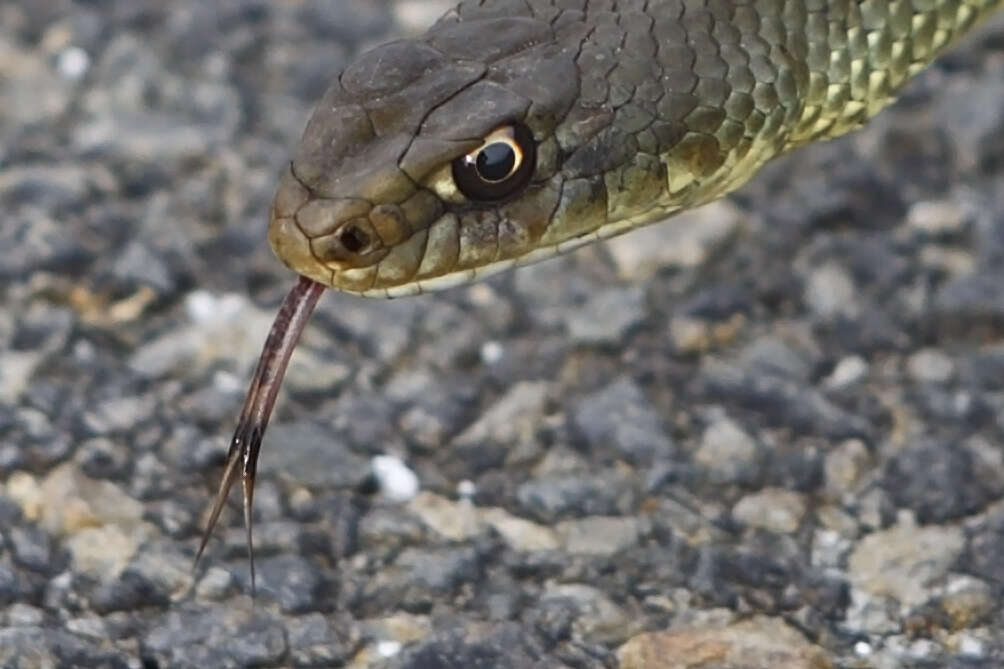 Image of Montpellier Snake