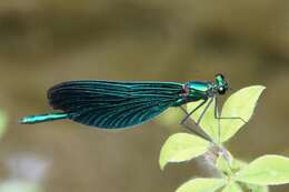 Image of <i>Calopteryx virgo festiva</i>