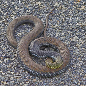 Image of Montpellier Snake