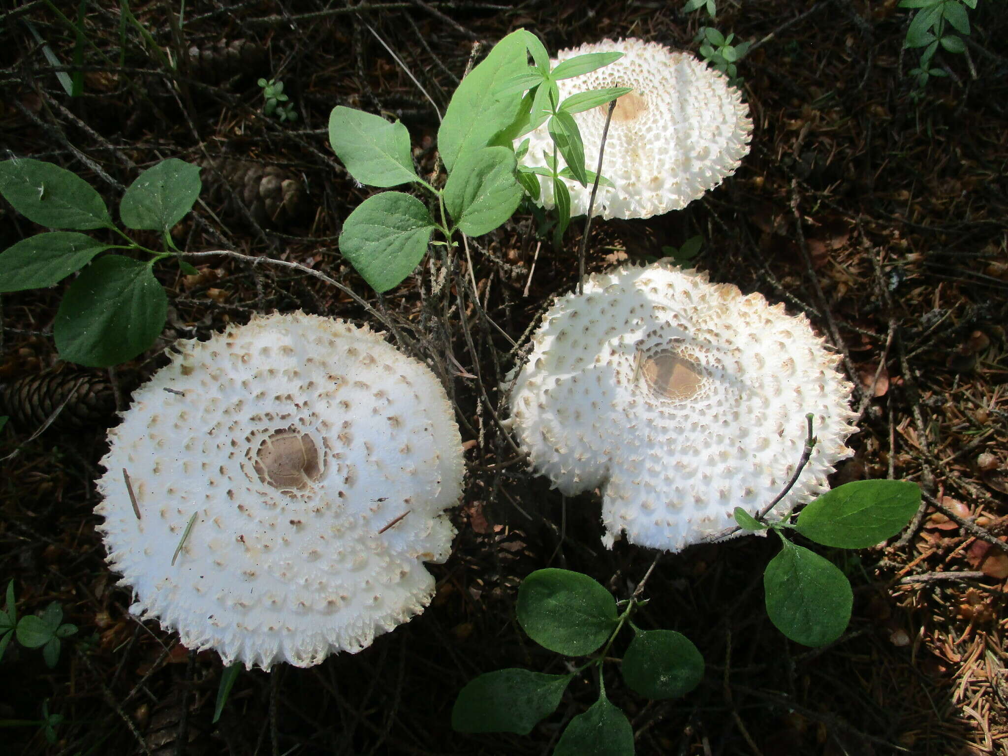 Слика од Leucoagaricus nympharum (Kalchbr.) Bon 1977