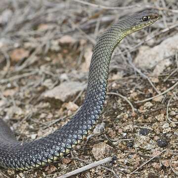 Image of Montpellier Snake