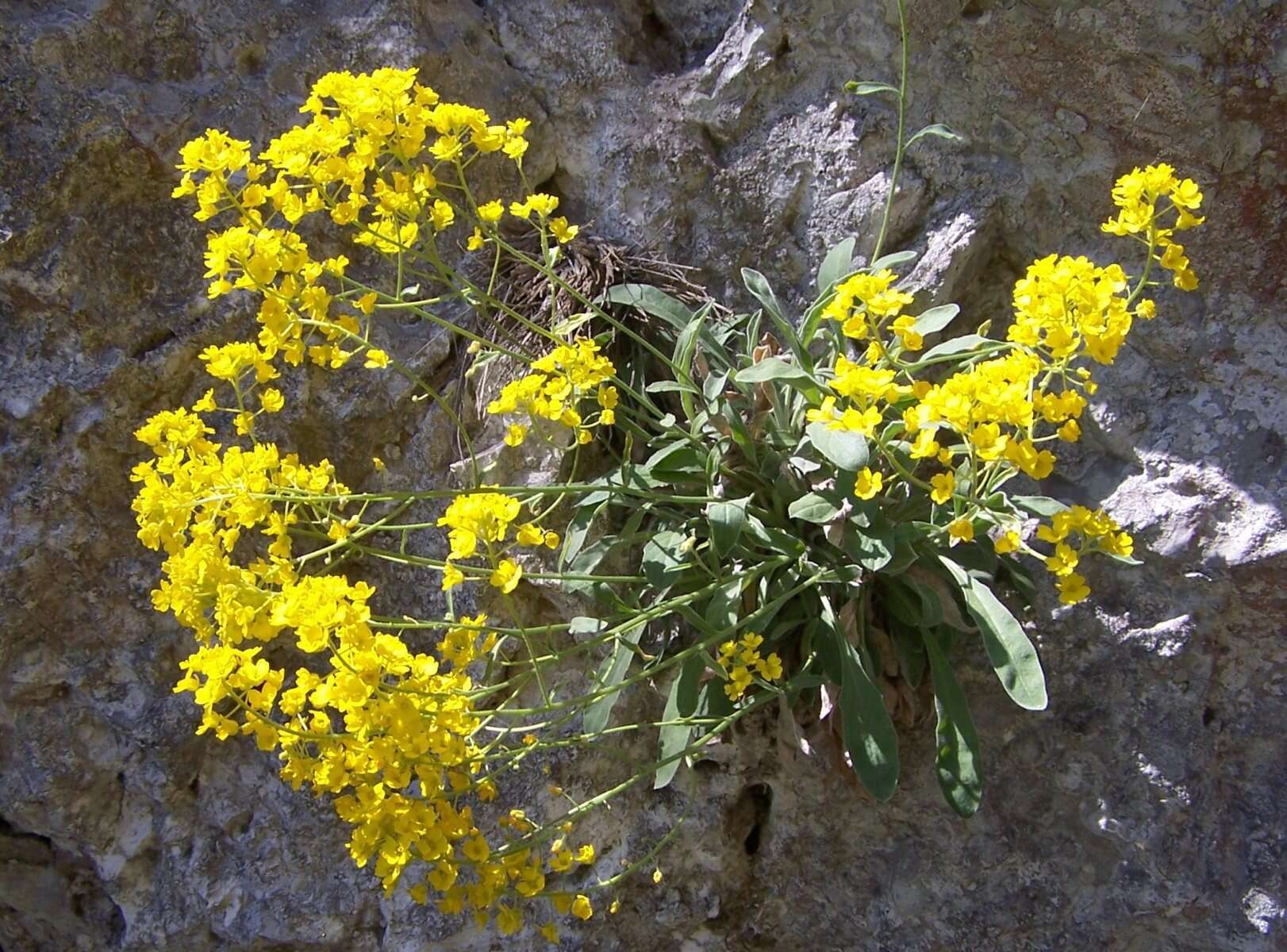 Image of Basket of Gold