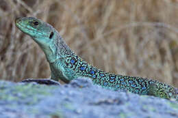 Image of Ocellated Lizard