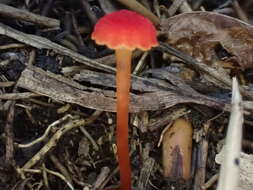 Слика од Hygrocybe coccineocrenata (P. D. Orton) M. M. Moser 1967