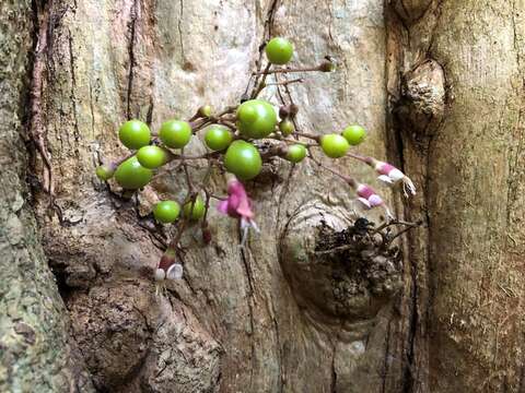 Imagem de Vitex lignum-vitae A. Cunn. ex Schauer