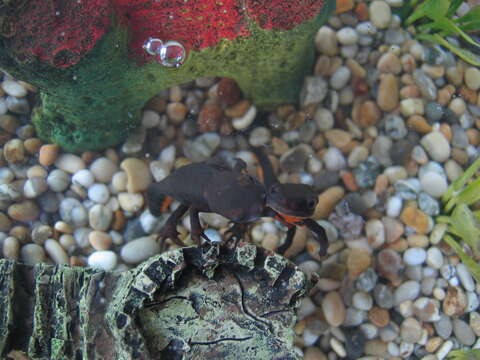 Image of Oriental Fire-bellied Newt