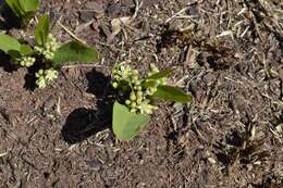 Image of Dichapetalum cymosum (Hook.) Engl.