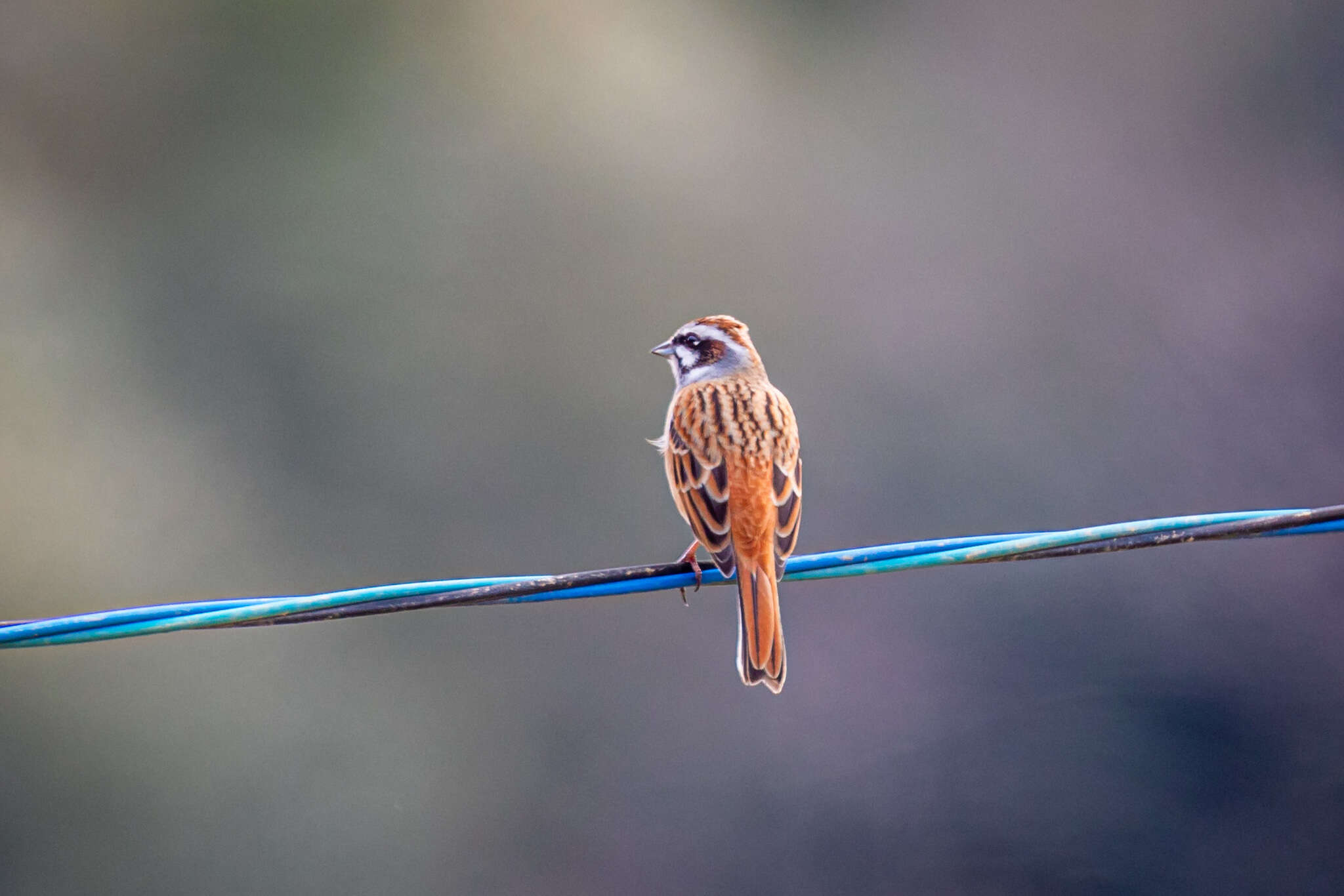 Emberiza cioides ciopsis Bonaparte 1850的圖片