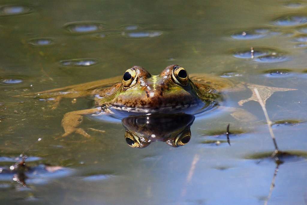 Image of Perez's Frog