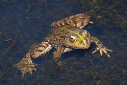 Image of Perez's Frog