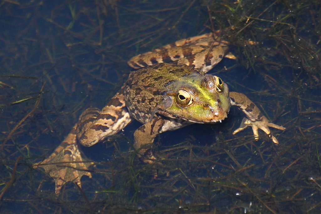 Image of Perez's Frog