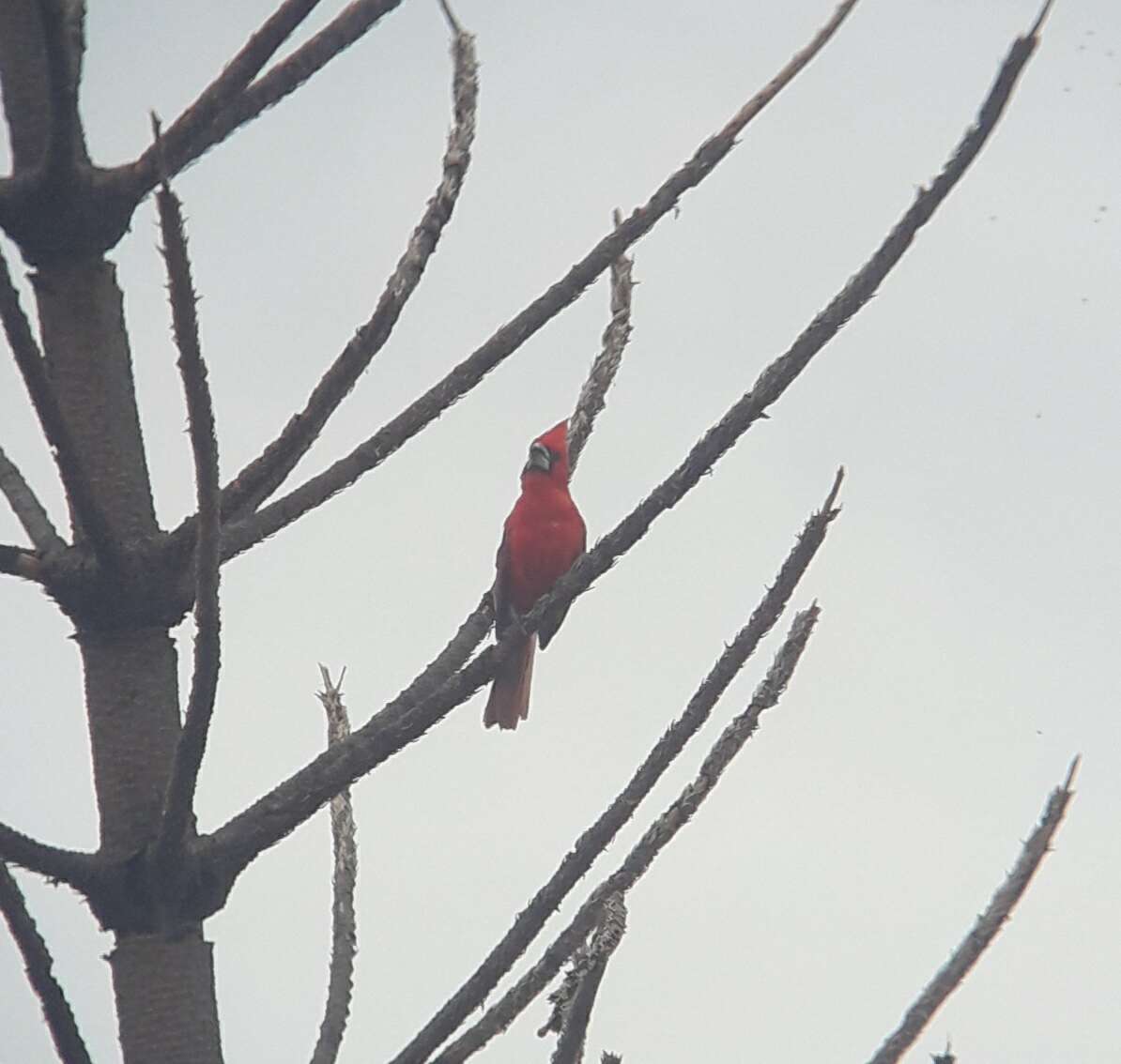 Plancia ëd Cardinalis phoeniceus Bonaparte 1838