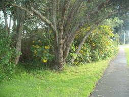 Image of velvet groundsel