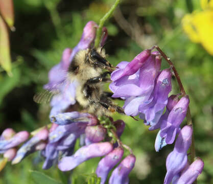 Image of Bombus veteranus (Fabricius 1793)