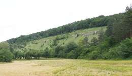 Image of blue moor-grass