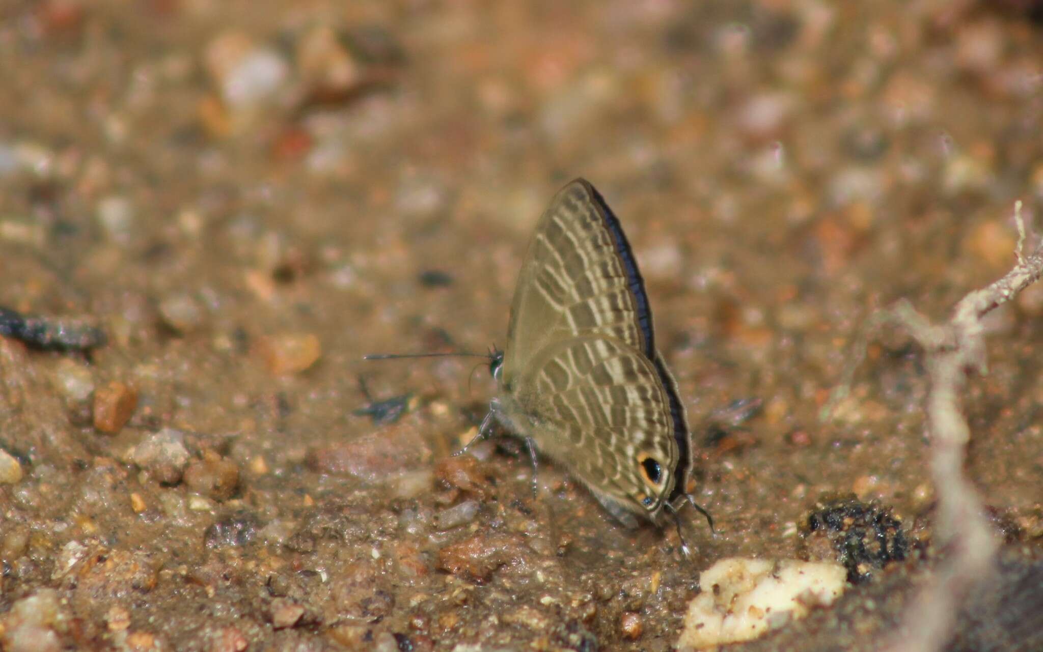 Image of Nacaduba pactolus (Felder 1860)