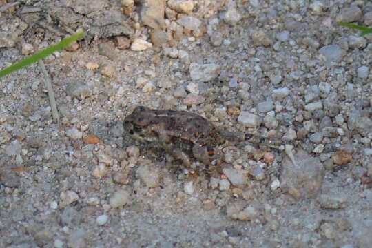 Image of Midwife toads