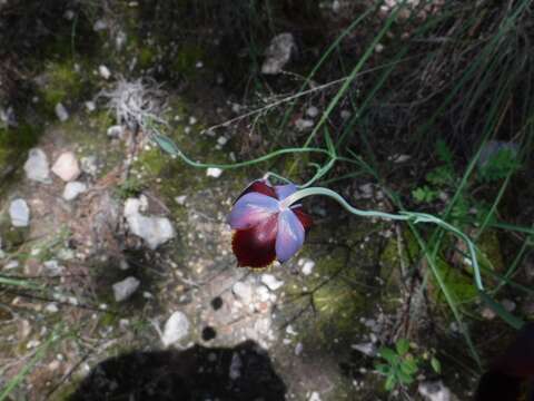 Image of Calochortus marcellae G. L. Nesom