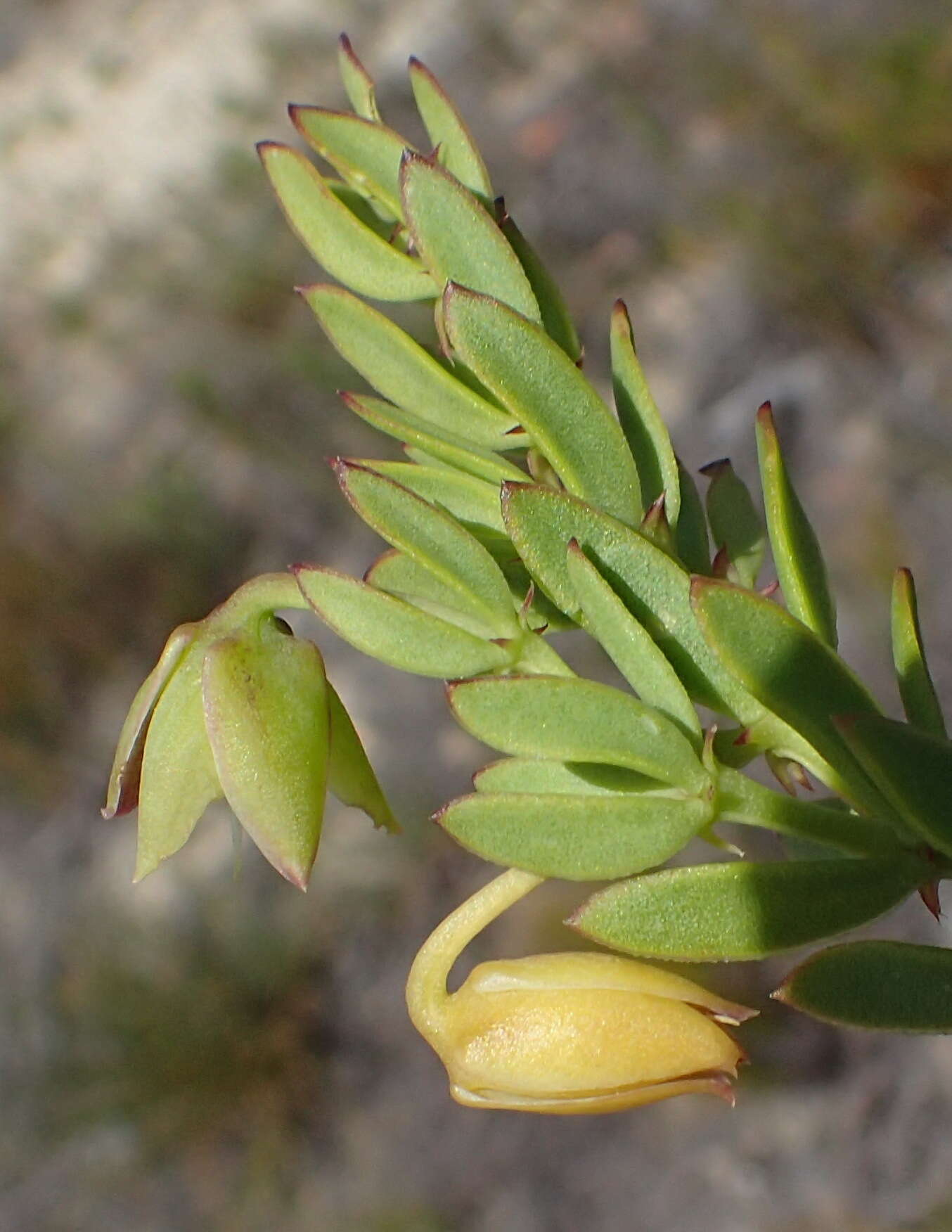 Image of Roepera fulva (L.) Beier & Thulin