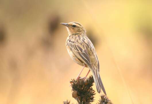 Image of Nilgiri Pipit