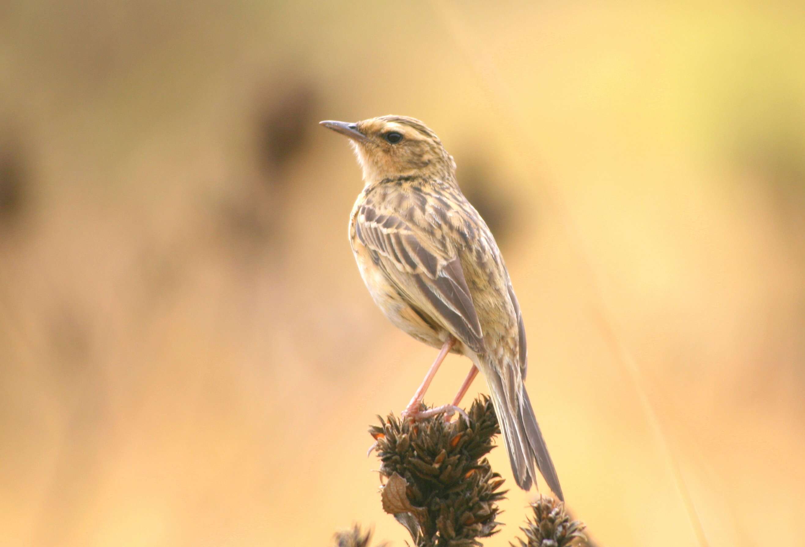 Image of Nilgiri Pipit