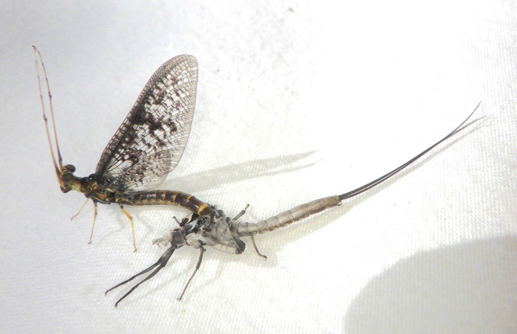 Image of Brown Drake (Mayfly)