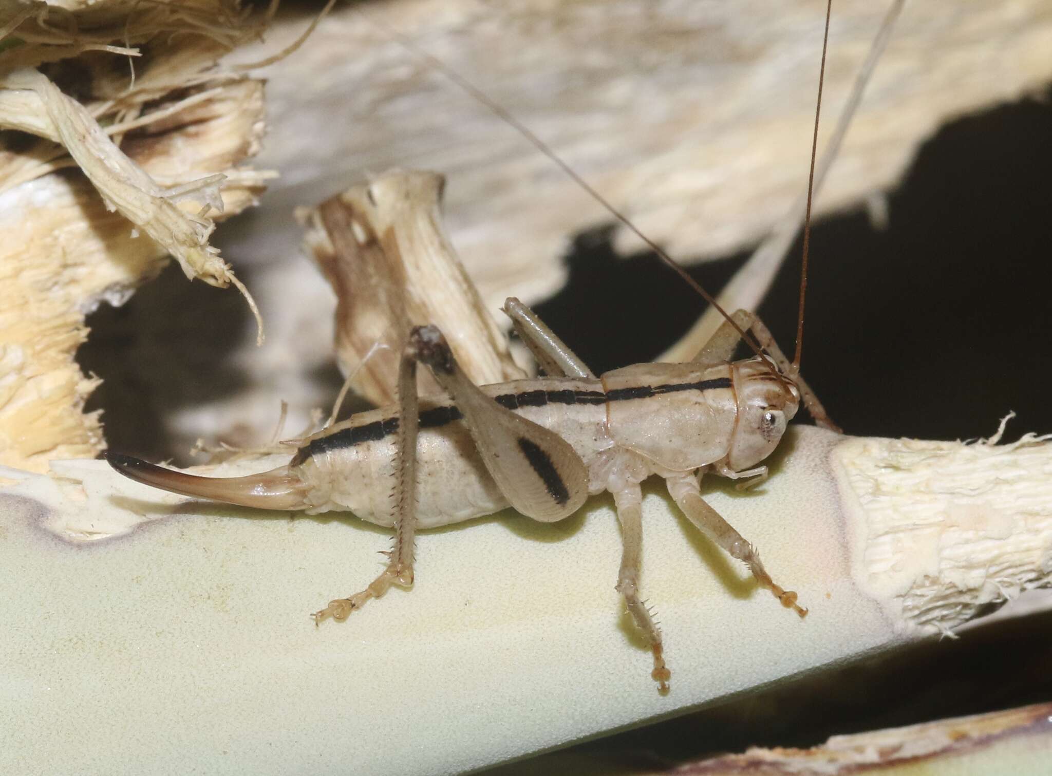 Image of Ateloplus notatus Scudder & S. H. 1901