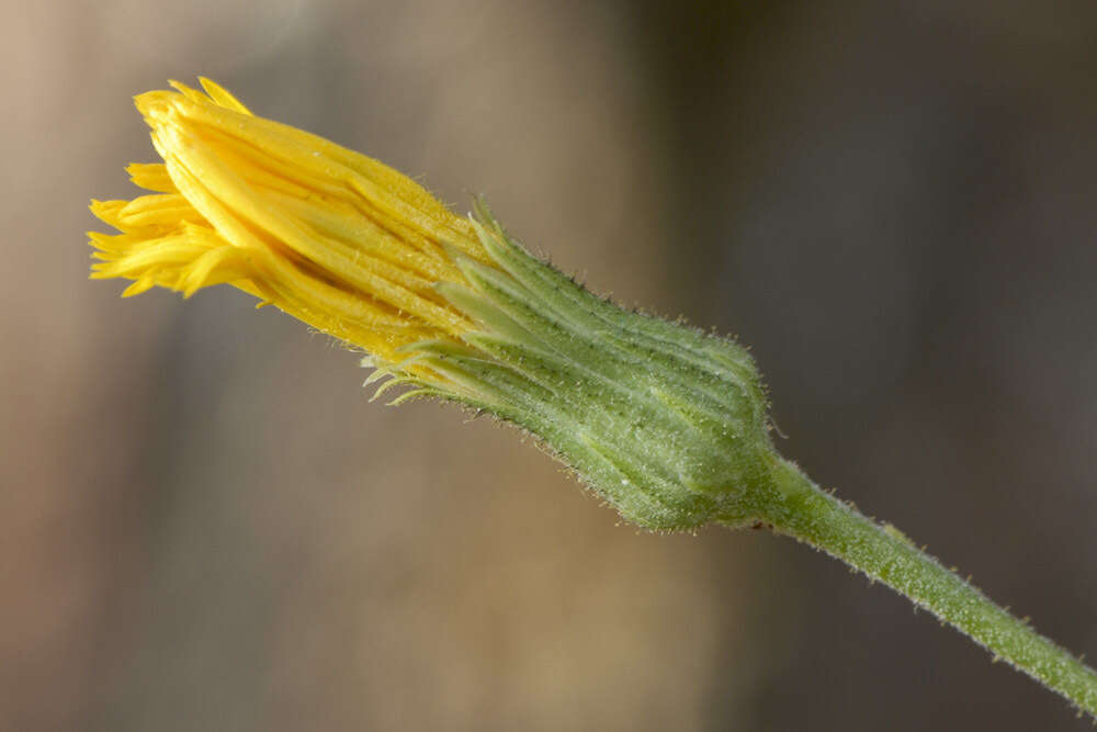 Image of Hieracium australe R. E. Fr.